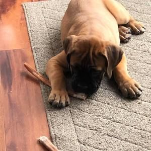 Meet your Posher, Patrick